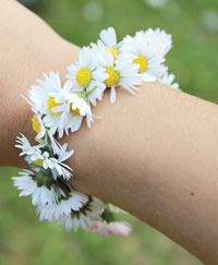 Madeliefje (Bellis perennis)